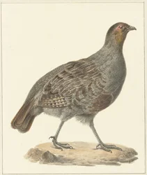 Agerhøne