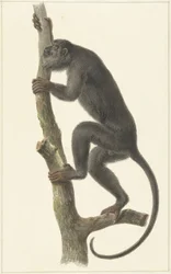 Sort brøleabe (Paraguay)