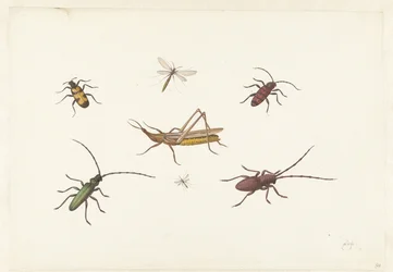 Et ark med syv forskellige insekter Ark med syv forskellige insekter