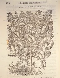 Basilikum (ocymum basilicum), gravering af Pier Andrea Mattioli