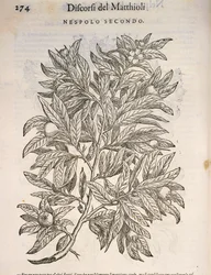 Almindelig mispel (Mespilus germanica), gravering af Pier Andrea Mattioli