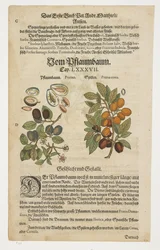 Svesker, Von Pflaumbaum, fra Commentarii in Sex Libros Pedacii Dioscoridis