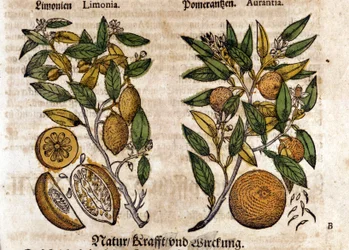 Citrusen. Appelsin og citrontræ. Gravering - i "" Kreutterbuch dess højt lærde og velkendte Mr. D. Petri Andreae Matthioli"" af Pietro Andrea Mattioli (Matthiole) (1500-1577). Frankfurt