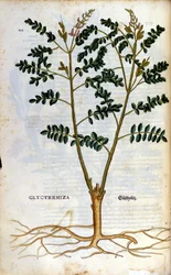 Lakridsen. Gravering - i "" Kreutterbuch dess højt lærde og velkendte Mr. D. Petri Andreae Matthioli"" af Pietro Andrea Mattioli (Matthiole) (1500-1577). Frankfurt