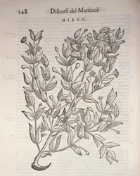 Ægte myrte (Myrtus communis), gravering af Pier Andrea Mattioli