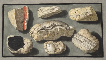Eksemplarer af Tufa fundet i og omkring Herculaneum, Plade XXXXV, fra 