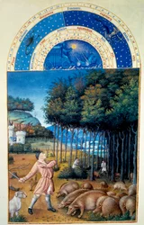 november: slagtning af agern. Miniature i "The very rich hours of the Duke of Berry" af Pol De Limburg (1400-tallet). Chantilly, Musee Conde