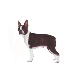 Boston Terrier, 2011 (akvarel og gouache på papir)