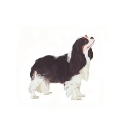 Cavalier King Charles Spaniel, 2011 (akvarel og gouache på papir)