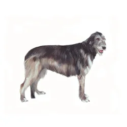 Irish Wolfhound, 2011 (akvarel og gouache på papir)