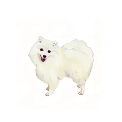 Japanese Spitz, 2011 (akvarel og gouache på papir)