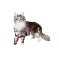 Marine Coon Cat, 2014 (akvarel og gouache på papir)