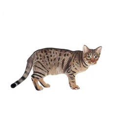 Ocicat, 2014 (akvarel og gouache på papir)