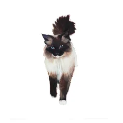 Ragdoll, 2014 (akvarel og gouache på papir)