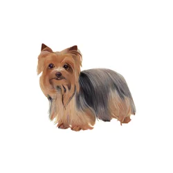 Yorkshire Terrier, 2011 (akvarel og gouache på papir)