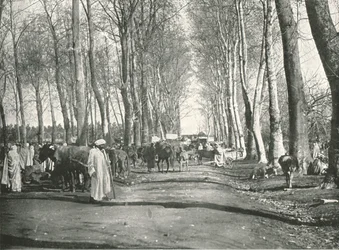 Arabisk messe og marked, Boufarik, Algeriet, 1895.