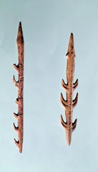 To harpuner, øvre palæolitikum, 35000-10000 f.Kr.