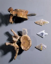 Flint med en forhistorisk knogle indeni, Museet for Nationale Oldsager