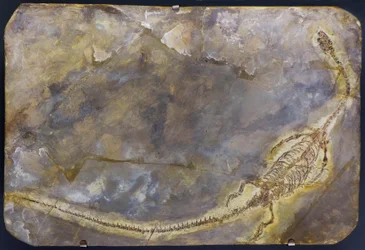 Hyphalosaurus lingyuanensis fossil (genstand)