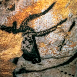 Hulemaleri af en urokse (uddød okse), Tyresalen, Lascauxgrotten, Montignac, Dordogne, Frankrig, palæolitisk magdalénienperiode (maleri)