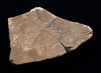 Helleristning, der repræsenterer en hjort, Parpallo Cave, Spanien. Øvre palæolitikum, Solutreen (gravering)