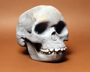 Piltdowns mand: kraniet af en primitiv mand, et led i evolutionens kæde mellem abe og menneske opdaget af Woodward og Dawson. En af de mange kopier af kraniet opbevaret på Natural History Museum i Milano.
