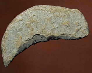Forhistorie: værktøj af snittetypen af litisk fremstilling af Kjokkenmoddinger, danmark. Palæolitikum. Verone, Museo Civico di Storia Naturale, Italien