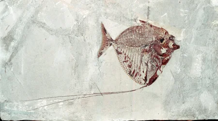 Forhistorie: Mene Rhombea fiskefossil fra stedet for Mount Bolca (Italien). Eocæn periode. Museo civico di Storia Nature, Milano