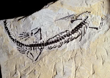 Forhistorie: Mesosaurus fossil, palæozoikum, Permian periodo. Mød i Minas Gerais, Brasilien.