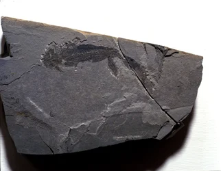 Forhistorie: Perm periode, palæozoikum. Branchiosaurus (Brahiopode) fossil. Find i Rotliegen i Tyskland