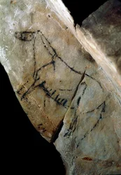 Forhistorie: "" en hest"" klippemaleri af stil IV, øvre palæolitikum (magdalensk) (mellem 18000 og 14000 år siden) Las Monedas stenalderhule, Santander, Spanien - Forhistorie: hest. Klippemaleri, stil IV, øvre palæolitikum (magdalensk) (mellem