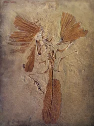 Forhistorisk: archeopteryx fossil, forhistorisk dyr af fuglefamilien. Paris, Naturhistorisk Museum