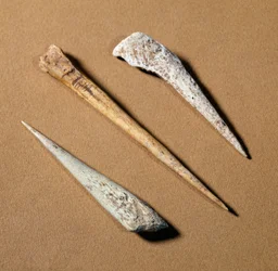 Forhistorie: knogleaborre fra palæolitikum. Saint-Germain-en-Laye, museum for antikviteter