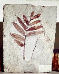 Forhistorie: grenfossil i kalksten fra stedet for Bolca-bjerget (Italien). Eocæn periode. Museo civico di Storia Nature, Milano