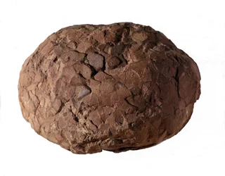 Forhistorie: dinosauræg fundet i Provence. Mesozoikum æra, jura periode.