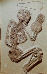 Forhistorie: kvindeskelet stammer fra den øvre neolitikum. Chiozzas kultur. 2900-2700 f.Kr. Reggio Emilia, Civic Museer, Chierici Museum, Italien