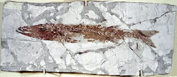 Forhistorie: fiskefossil Sphyraena Bolcensis fra stedet for Bolca-bjerget (Italien). Eocæn periode. Civic Museum of Natural History, Milano