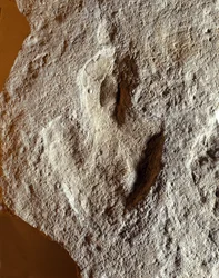 Forhistorie: fossil fingeraftryk af dinosaur. Mesozoikum æra, jura periode. fundet i det tidligere Jugoslavien