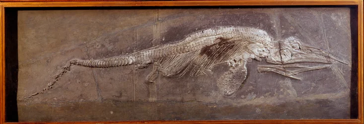 Forhistorie: fossil af Pareiasaudor, forhistorisk dyr, Paris, naturhistorisk museum