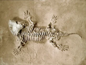 Forhistorie: fossiler af Seymouria Biolorensis amfibiekrybdyr fra Texas i USA. Perm periode. Civic Museum of Natural History, Milano