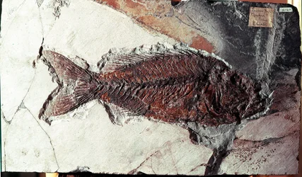 Forhistorie: fossil af Sparnodus Elongatus fisk fra stedet for Mount Bolca (Italien). Eocæn periode. Museo civico di Storia Nature, Milano