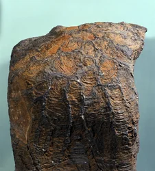 Forhistorie: fossil af en stromatolit, en marin bjergart fra arkæisk tid. Fundet i Mauretanien.