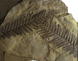 Forhistorie: fossil af Neuropteris fra bregnefamilien. Palæozoikum, karbonperioden. Fundet i Villach, Østrig