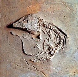 Forhistorie: fossil af krybdyret Labodosaurus hamatus fra Texas i USA. Carbon periode, palæozoikum. Museo civico di Storia Nature, Milano
