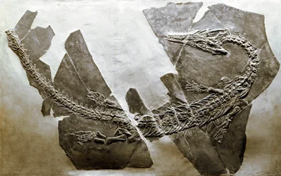 Forhistorie: fossil af vandkrybdyret Askeptosaurus italicus fra Besano (Italien). Periode af Mellemtrias. Museo civico di Storia Nature, Milano