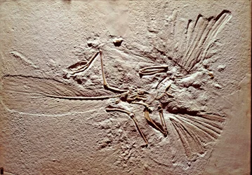 Forhistorie: fossil af fuglen Archaeopteryx (archeopteryx) Lithographica fra stedet Solnhofen (Tyskland). Superior Jurassic. Museo civico di Storia Nature, Milano
