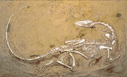 Forhistorie: fossil af dinosauren Coelophysis. Periode af Øvre Trias. Museo civico di Storia Nature, Milano