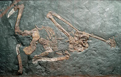 Forhistorie: fossil af den store Primate Oreopitheque (Oreopithecus bambolii) fra Mount Bamboli (Grosseto). miocæn æra. Civic Museum of Natural History, Milano