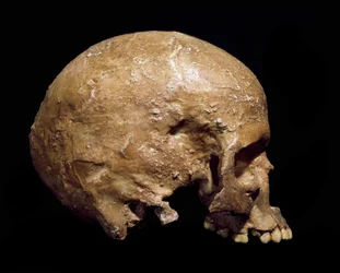 Forhistorie: fossilt kranium af Homo sapiens fra Grimaldi, Ventimiglia (Italien). Aurignacienkulturen, sen palæolitikum. Det Kommunale Naturhistoriske Museum, Milano