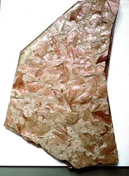 Forhistorie: forstenede blade fra Piemont (Italien). Periode af den underordnede kvartær. Museo civico di Storia Nature, Milano